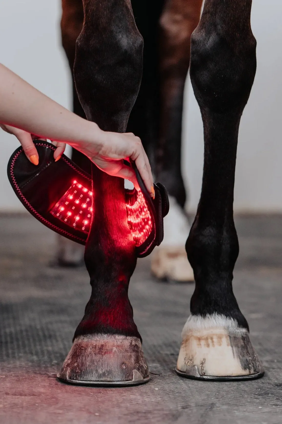 SALE SALE REDUCED!! Equine Infrared Pro Range Red Light Therapy Hoof Boots Wireless BUILT IN battery